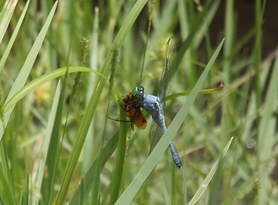 [Side view of the two dragonflies with the pondhawk with its legs around the amberwing and a blade of grass. The dragonflies are in the longer grass surrounding the water. The wings of the amberwing are only about half the length of the body of the pondhawk and are a consistent amber color which indicates this is a male amberwing. The pondhawk's body is light blue with white tips. It has blue eyes and a green nose. ]